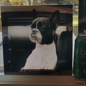 Canvass print of a handsome Boston Terrier!